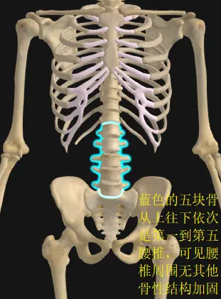 五块腰椎