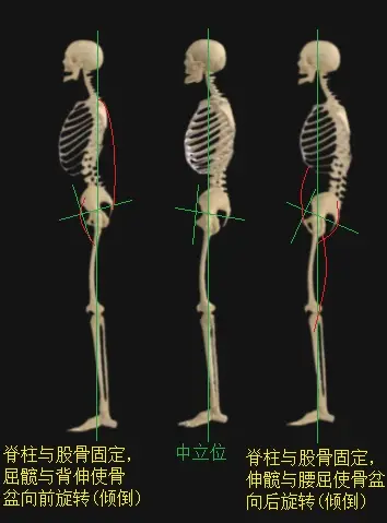 骨盆的前倾，中立，后倾