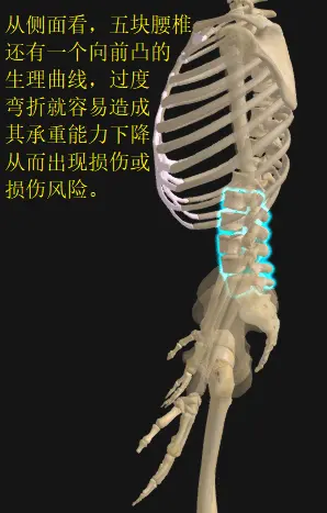 腰椎的生理曲线