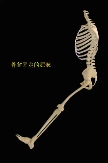 骨盆（近端）固定的屈髋