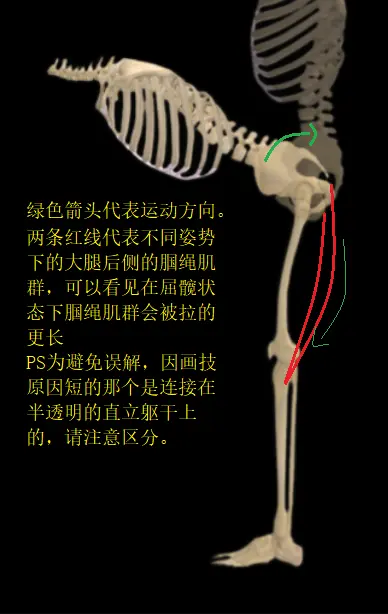 大腿后侧腘绳肌群在不同姿态下伸髋