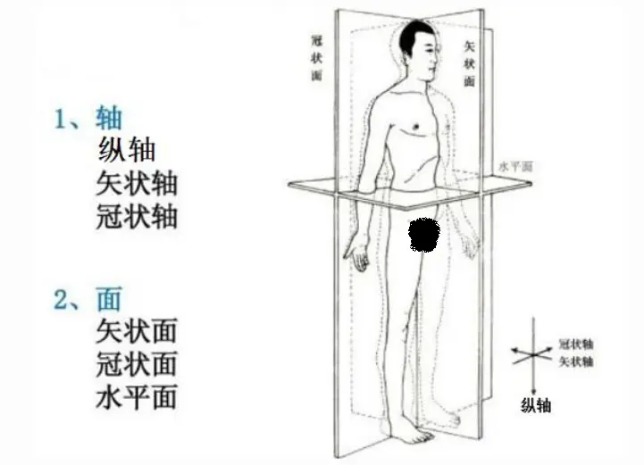解剖中立位的轴和面