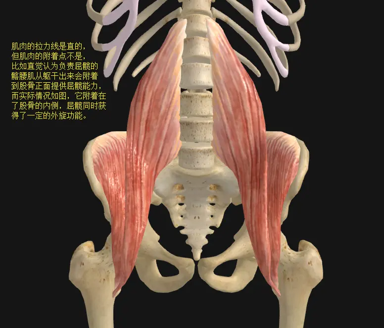 髂腰肌的附着点