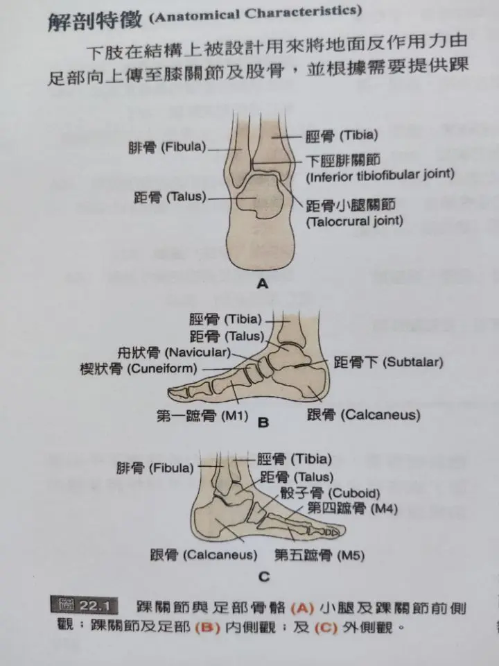 足踝骨骼解剖图