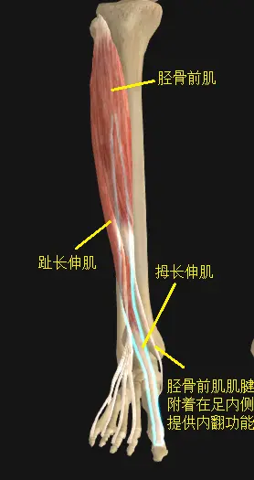 足背屈肌群