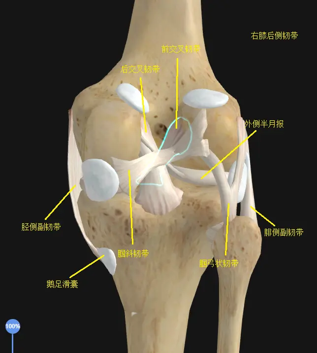 右膝后侧韧带