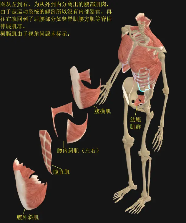 腹壁肌分离
