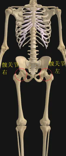 髋关节