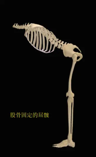 屈髋俯身