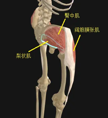 髋外展肌群