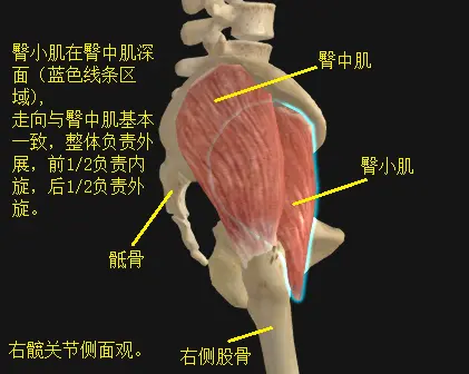 臀中小肌