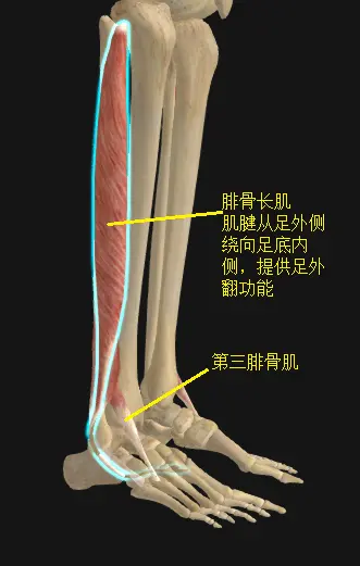 腓骨长肌