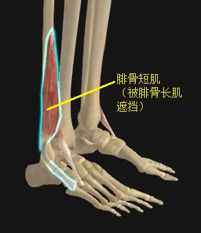 腓骨短肌