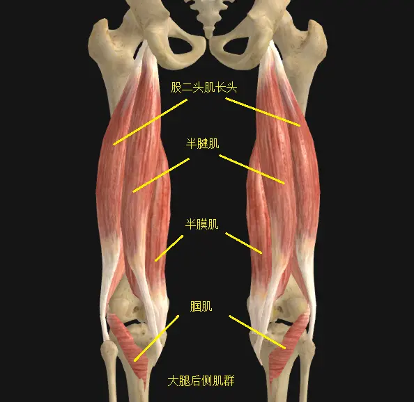 小腿内旋肌群